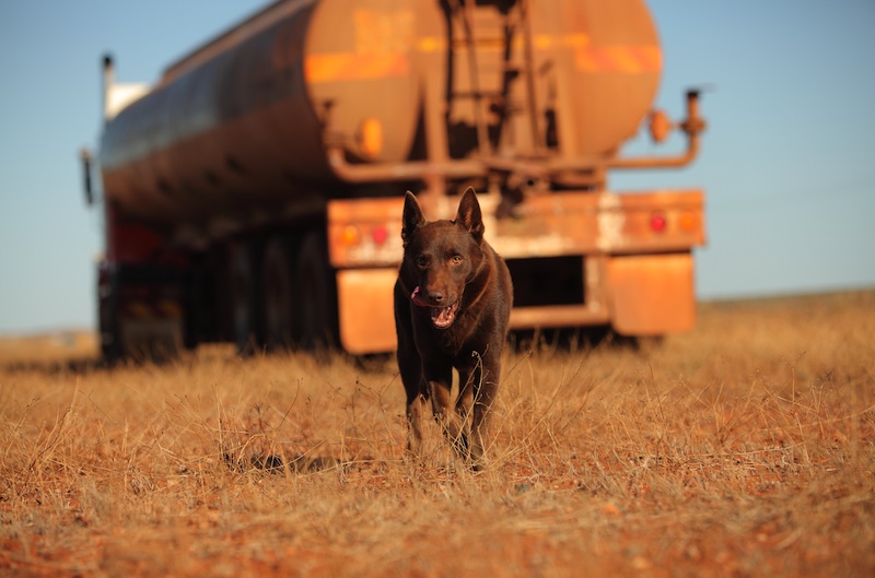 Red Dog continues to make box office records The Reel Bits