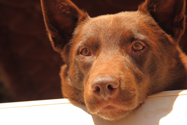 Red Dog passes 20 million at Australian box office The Reel Bits