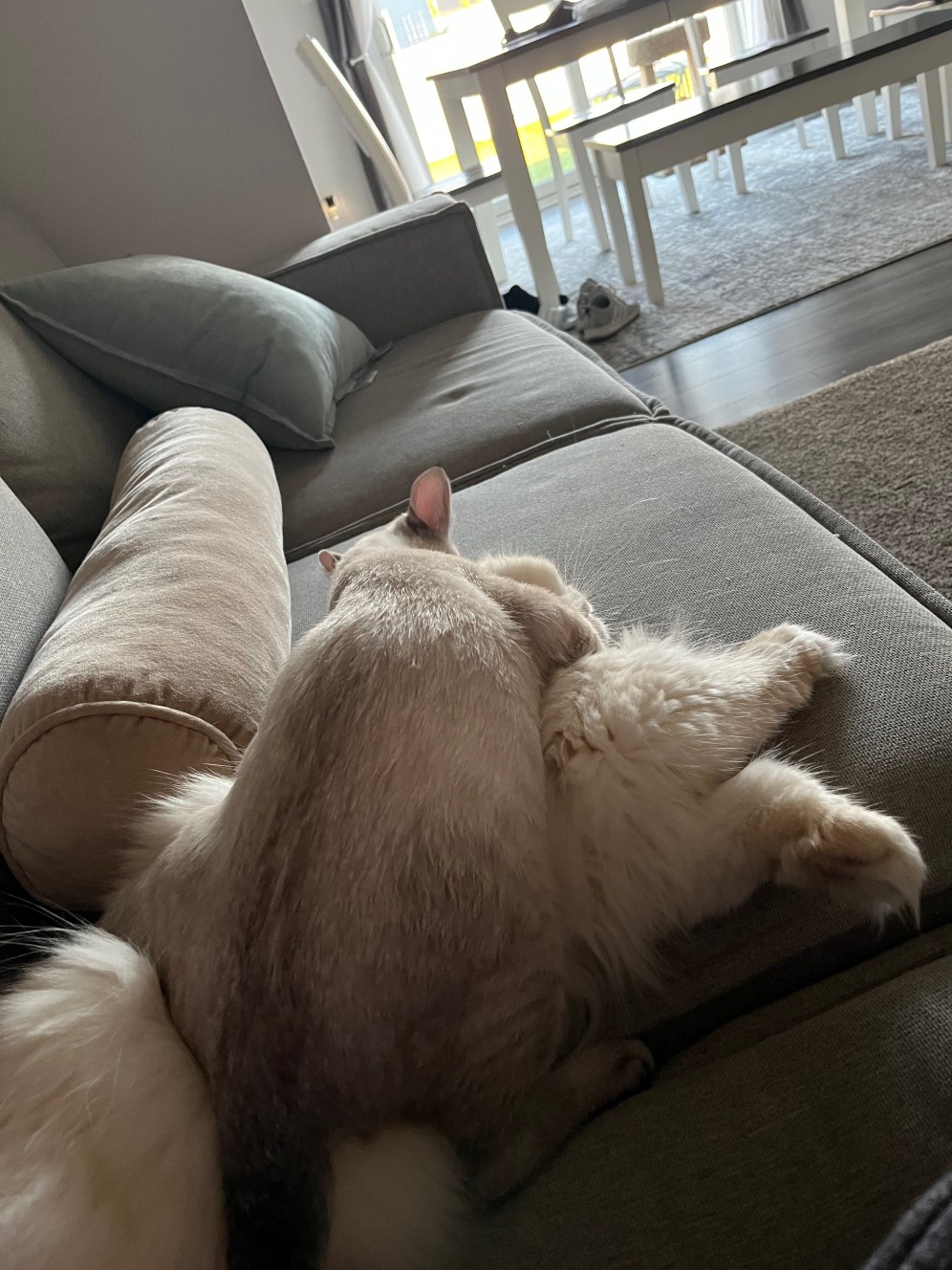 A Day In The Life Of Winston The Cat (Part 2)