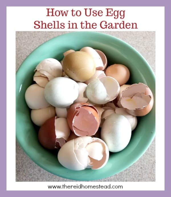 How to Use Eggshells in the Garden (to benefit your plants!) The Reid