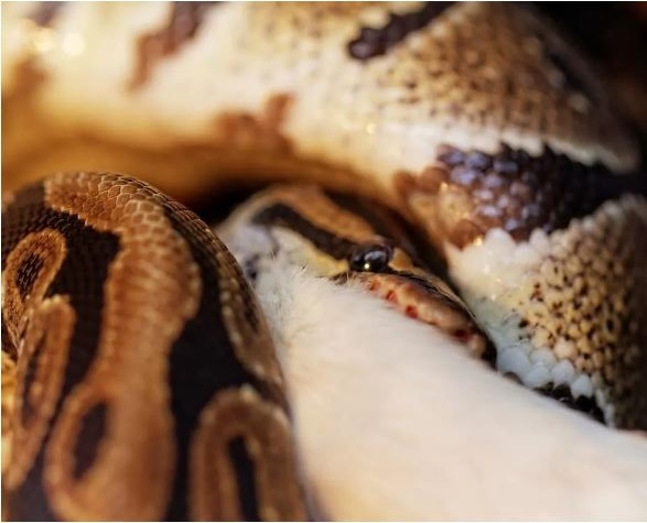 Ball Python Feeding Chart, Tips, Schedule n Diet - The Reptile Bay