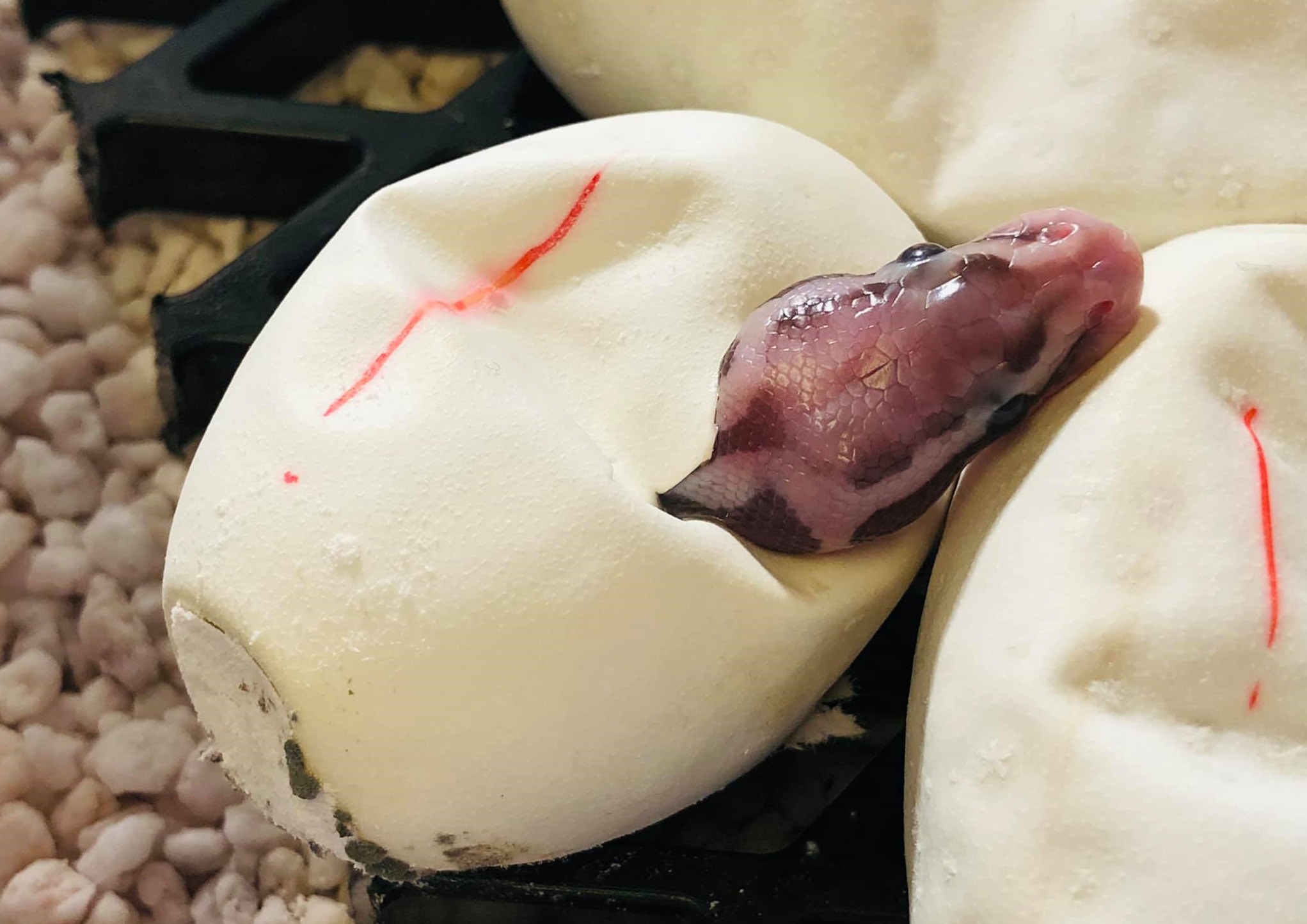 The Complete Ball Python Breeding Guide Timeline, Incubation...