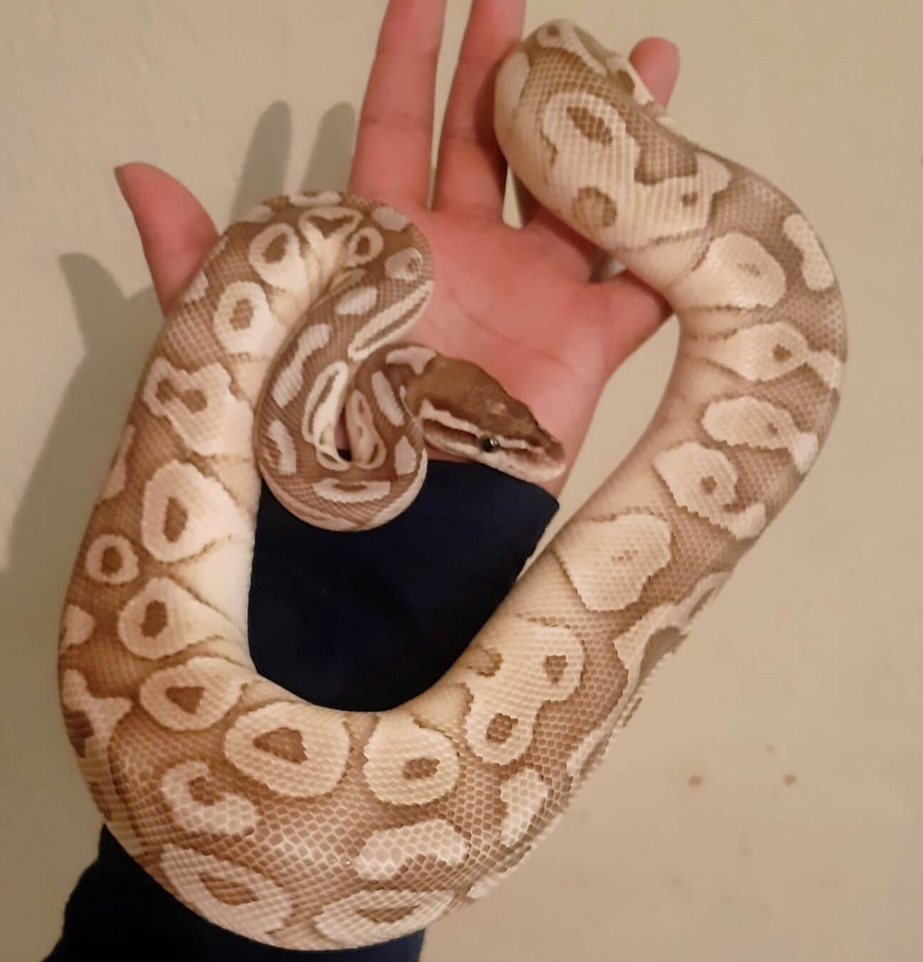 45+ Ball Python Morphs AZ Morph Color Chart