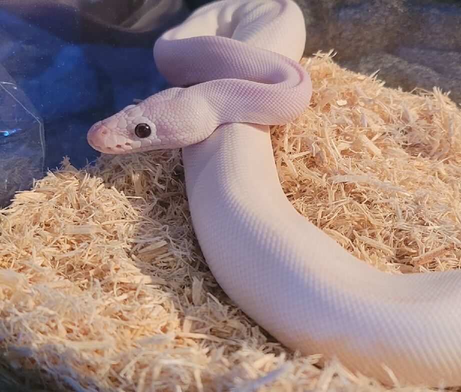The Blue Eyed Leucistic Ball Python Care Sheet