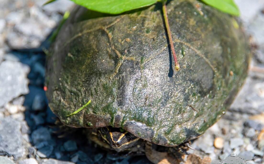 Common Musk Turtle Care Guide & More