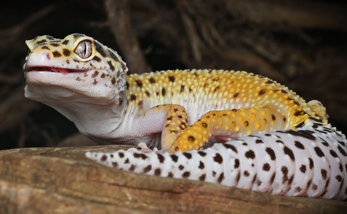 Do Leopard Geckos Need UVB to Survive? The Reptile Habitat