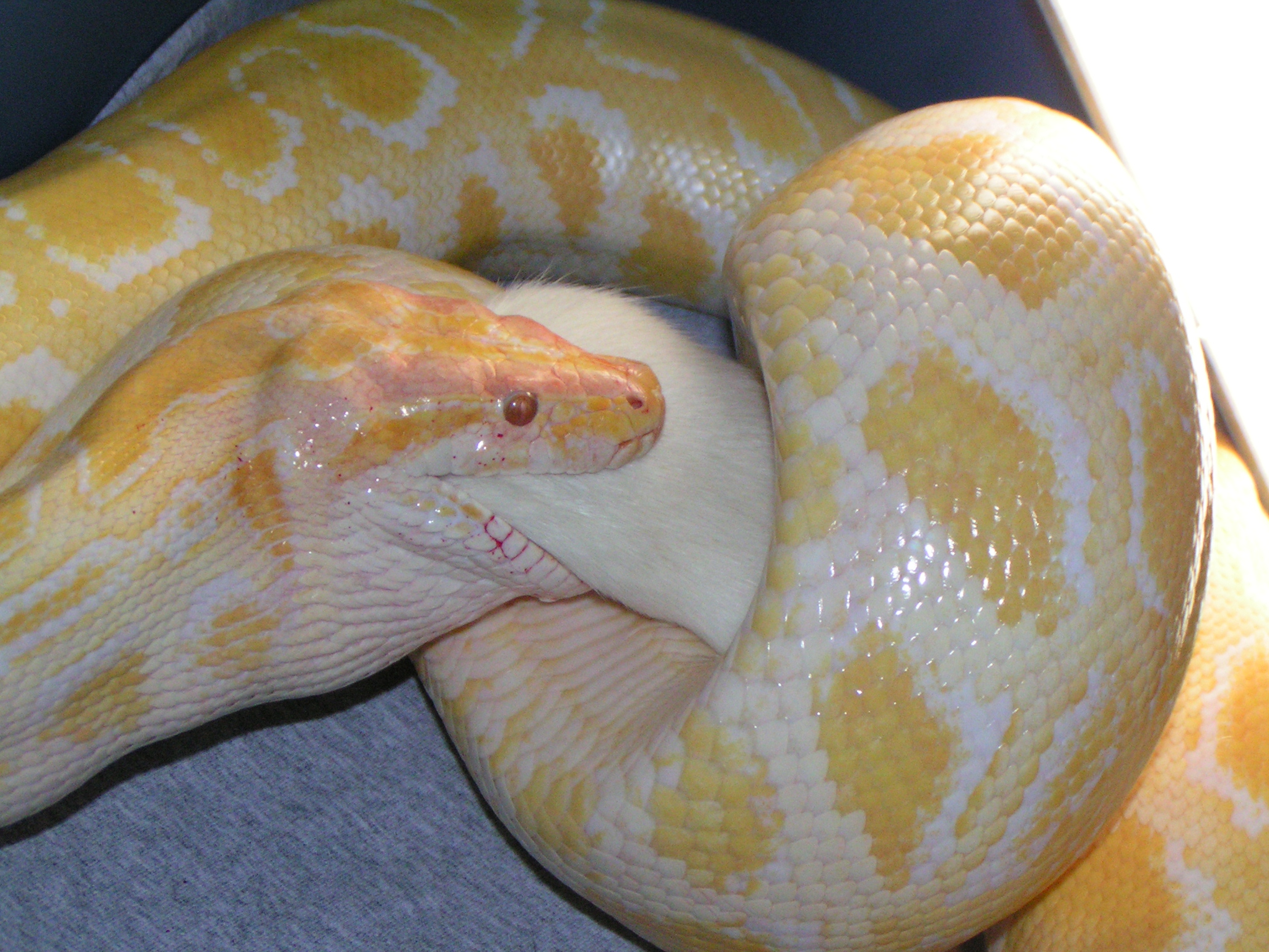 The Reptile Guy Reptile Adoption Service