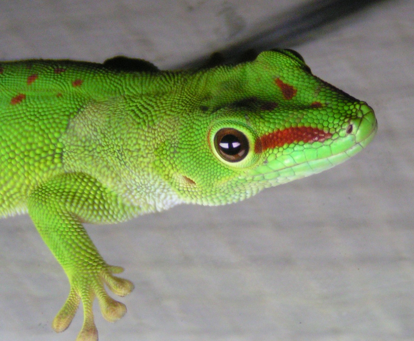The Reptile Guy Reptile Adoption Service