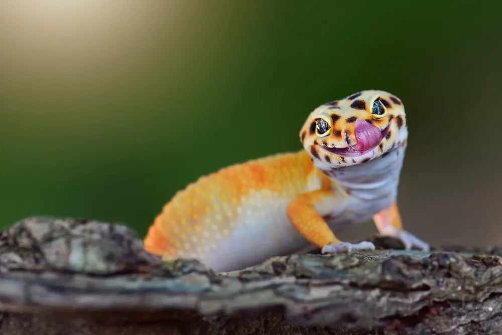 Are Leopard Geckos Smart...Or Dumb? Answered & Explained