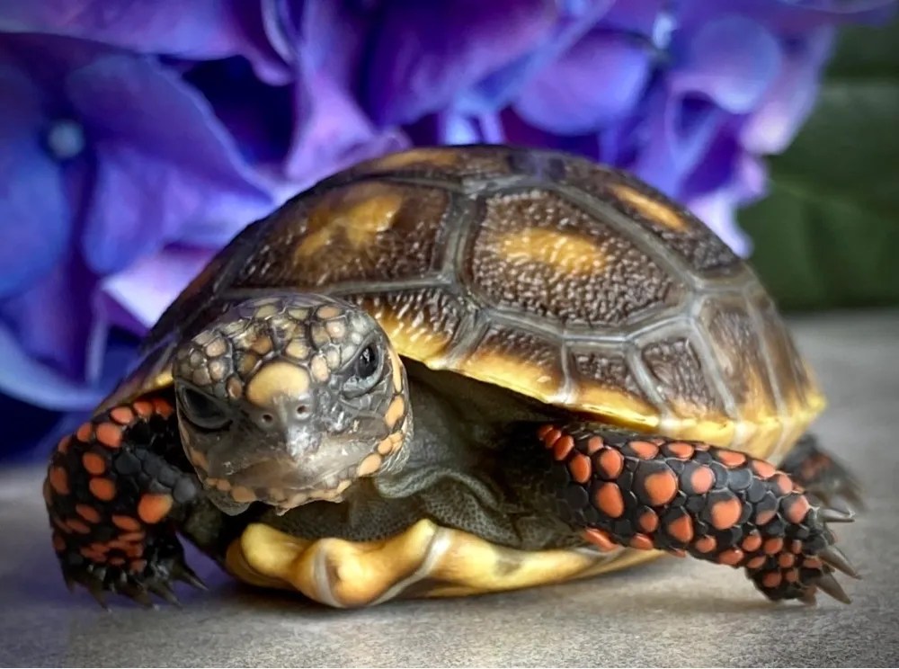 Baby Sunburst Redfoot Tortoise Reptiles For Sale