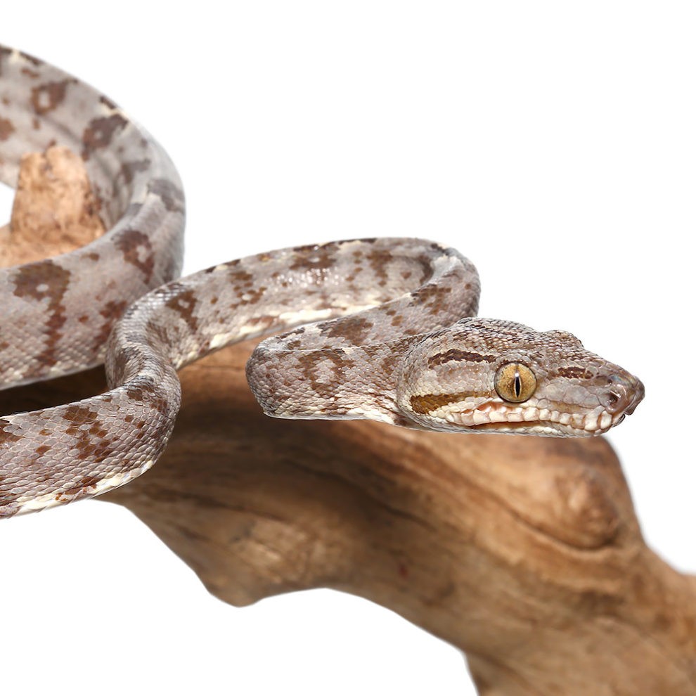 Amazon Tree Boa Reptiles For Sale