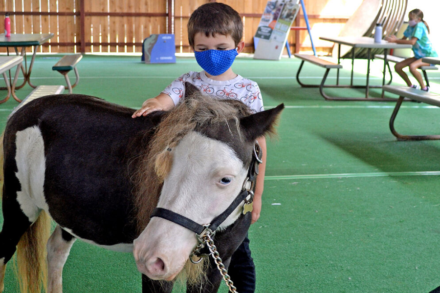 Fall Critter Camp At Helen Woodward Animal Center There