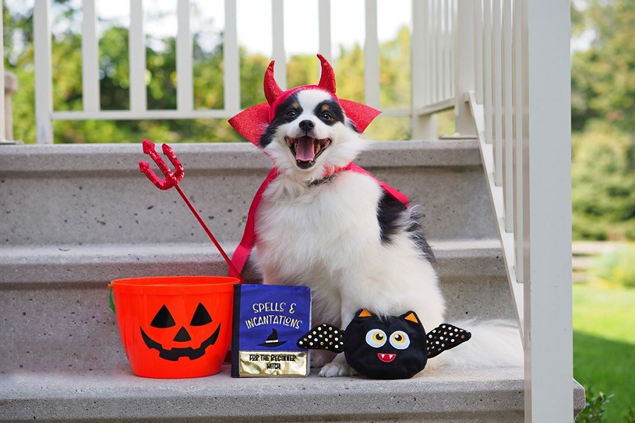 Unleashed by Petco There San Diego