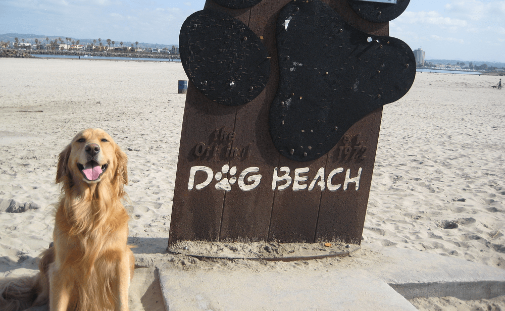 Are Dogs Allowed At Ocean Beach San Diego