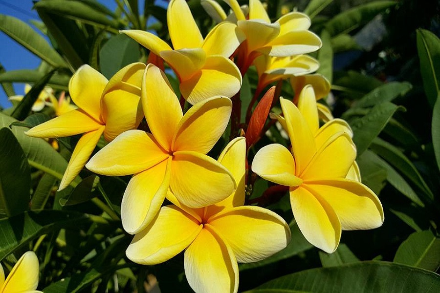 Frangipani Festival lemon sherbet, Tea Towel Spoonflower