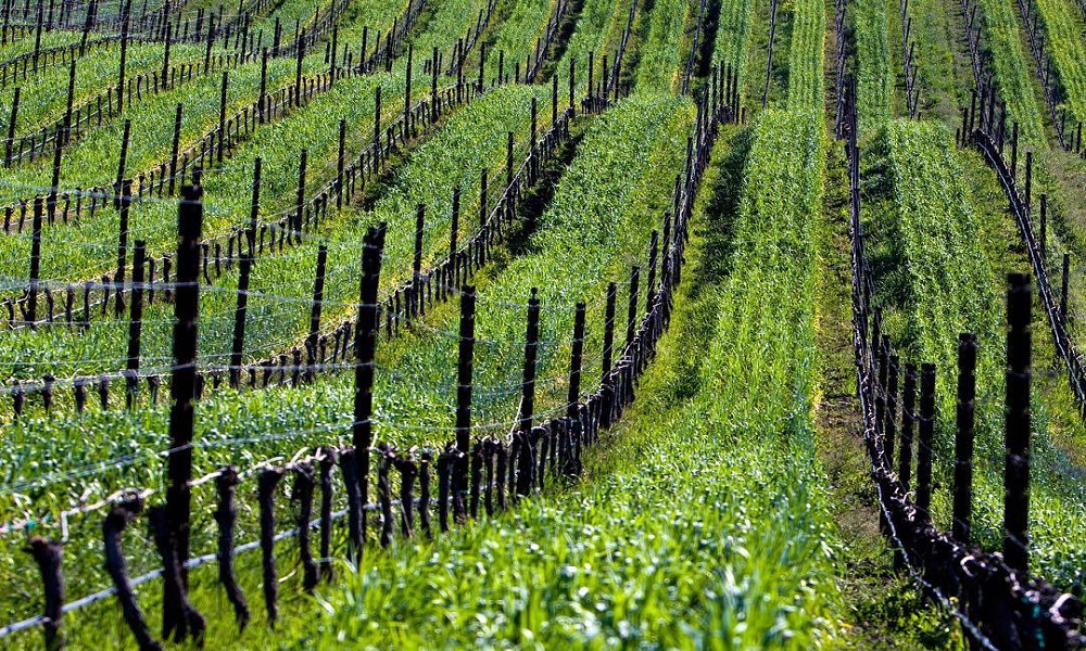 September Is California Wine Month! Here's The Big List Of Wine Events