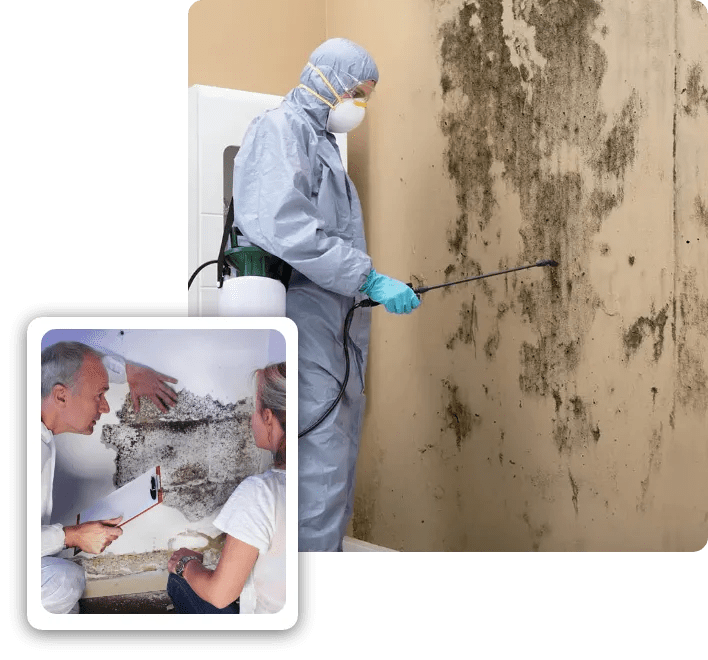 Mold Inspection Pomona Mold Inspection Specialists