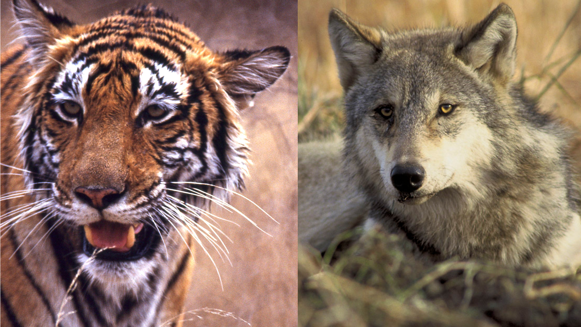Tigers and Wolves The Reigning Cats and Dogs in Conservation? • The Revelator