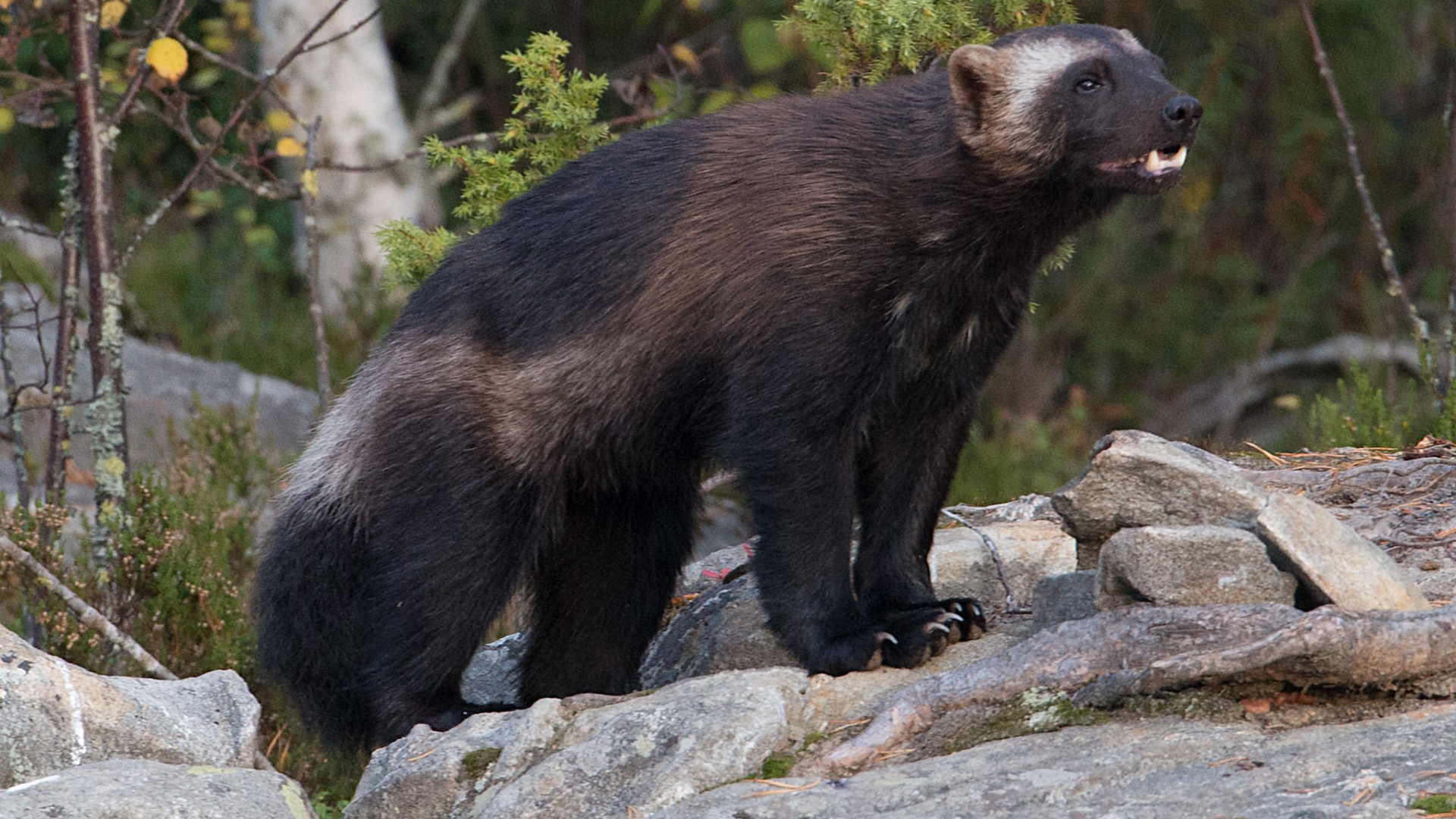 Road to Nowhere Highways Pose Existential Threat to Wolverines • The