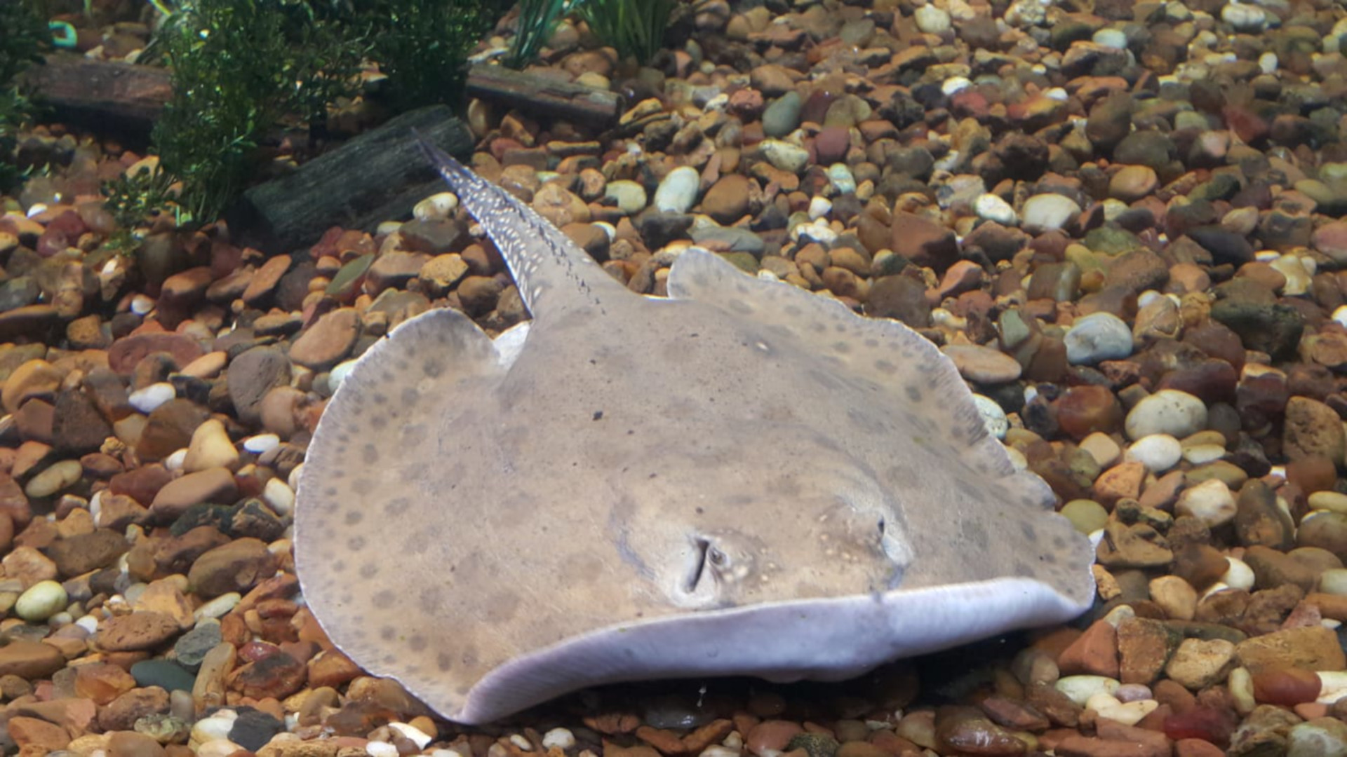 Amazon Freshwater Stingrays Gain MuchNeeded Protection — Will It Be