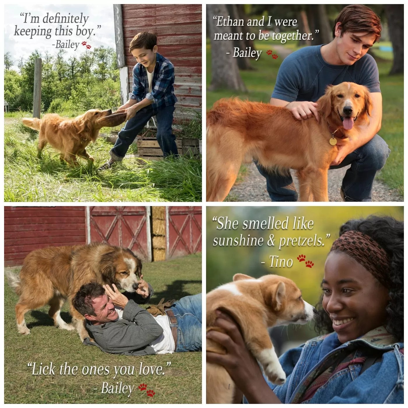 A Dog's Purpose Quotes