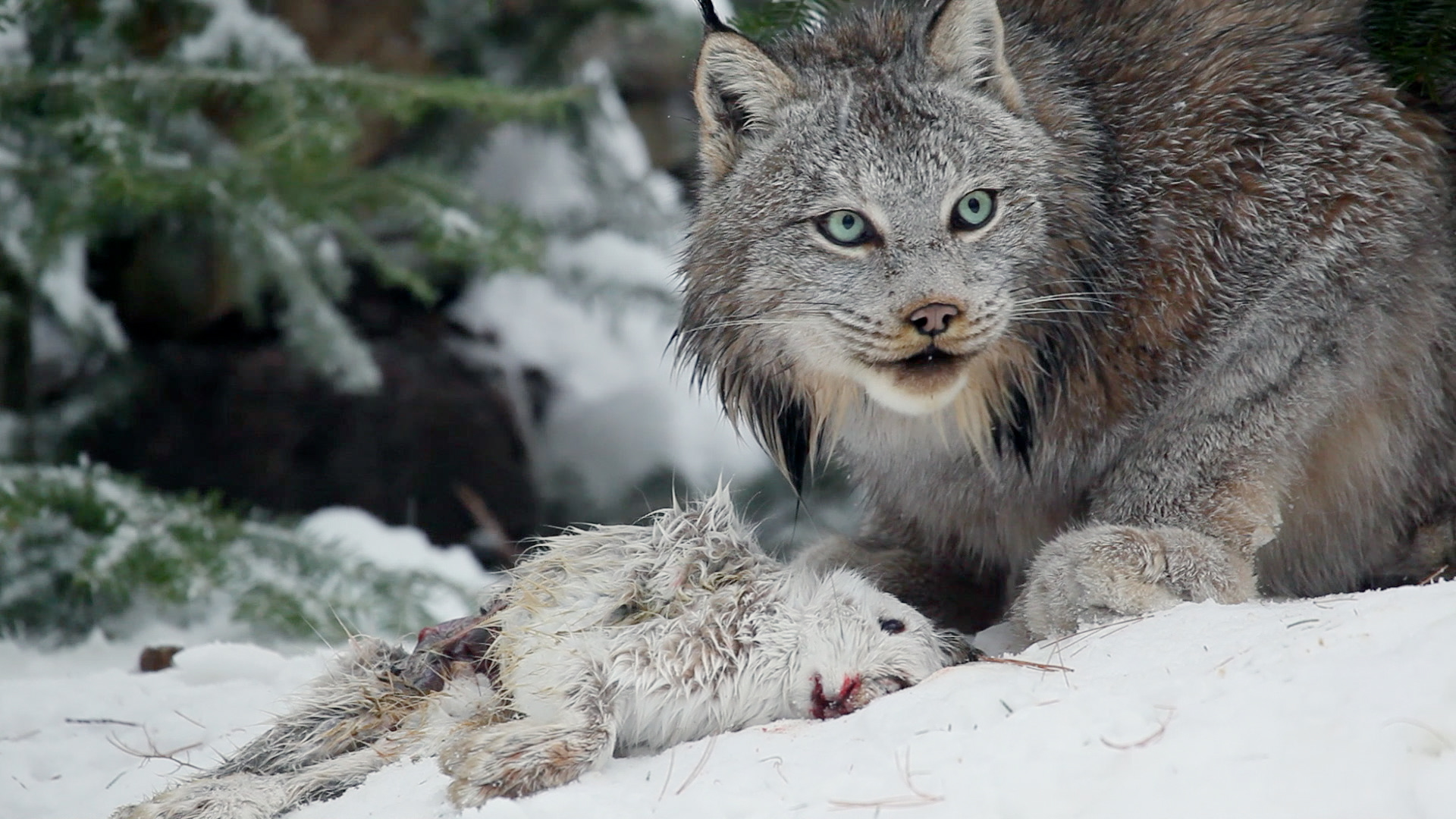 The Canadian Lynx Revolution