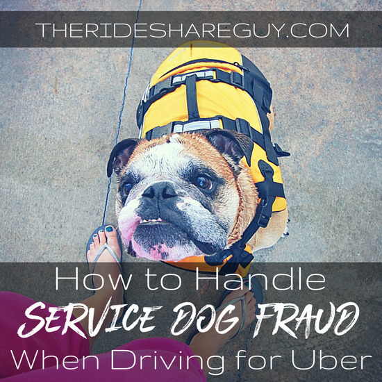 How to Handle Service Dog Fraud As An Uber Driver