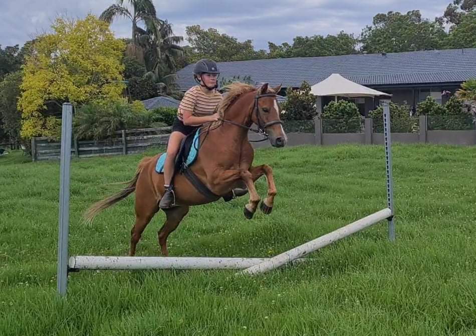 The Ridge Equestrian Peats Ridge Horse Agistment Sydney & Central Coast