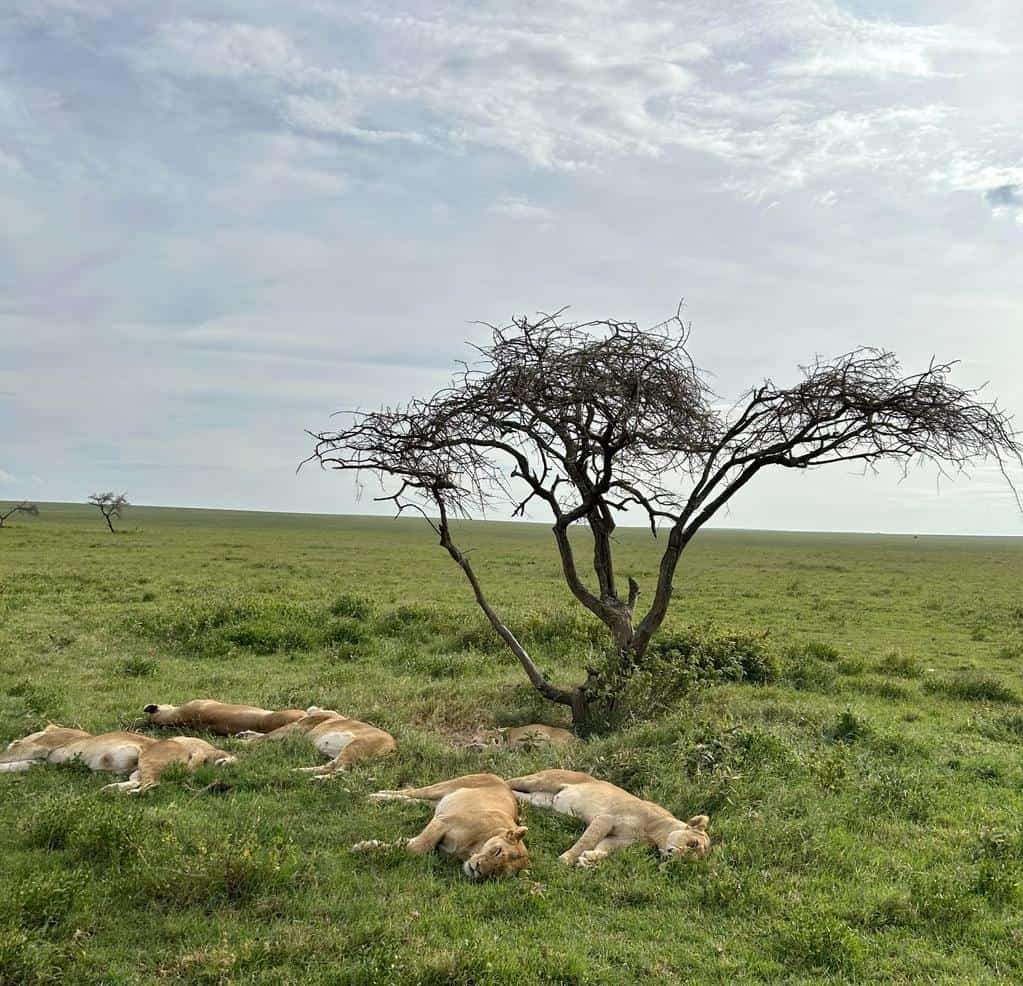 7 tips to know before you safari