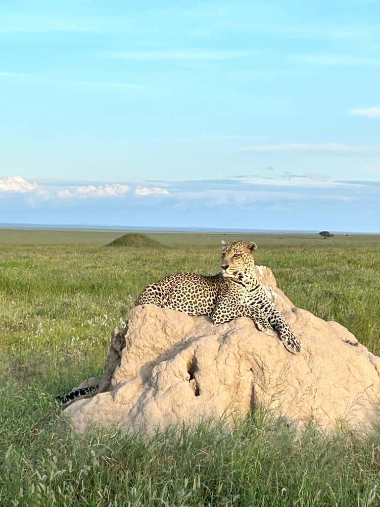 leopard in the serengeti