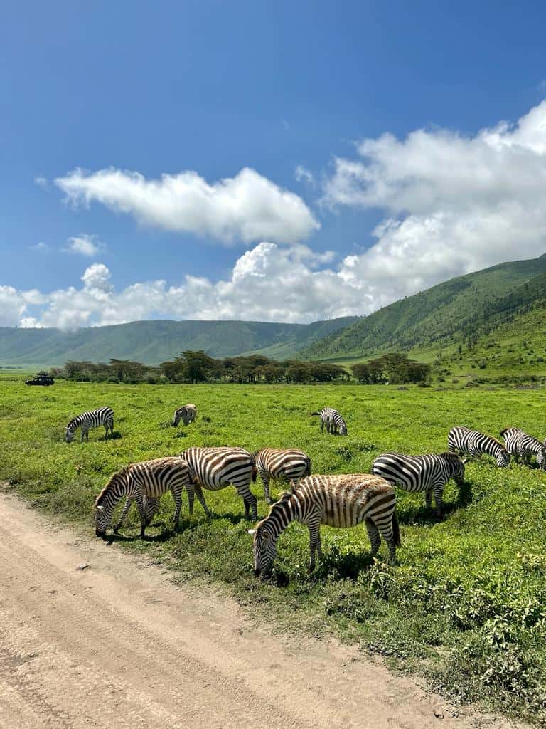 zebras in nongorogoro crater