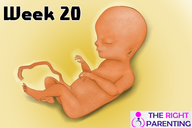 Pregnancy Symptoms Week 20 Week By Week Pregnancy