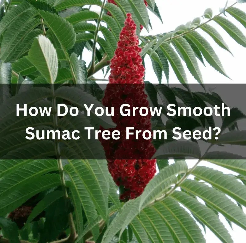 Growing Smooth Sumac Trees from Seed A Guide