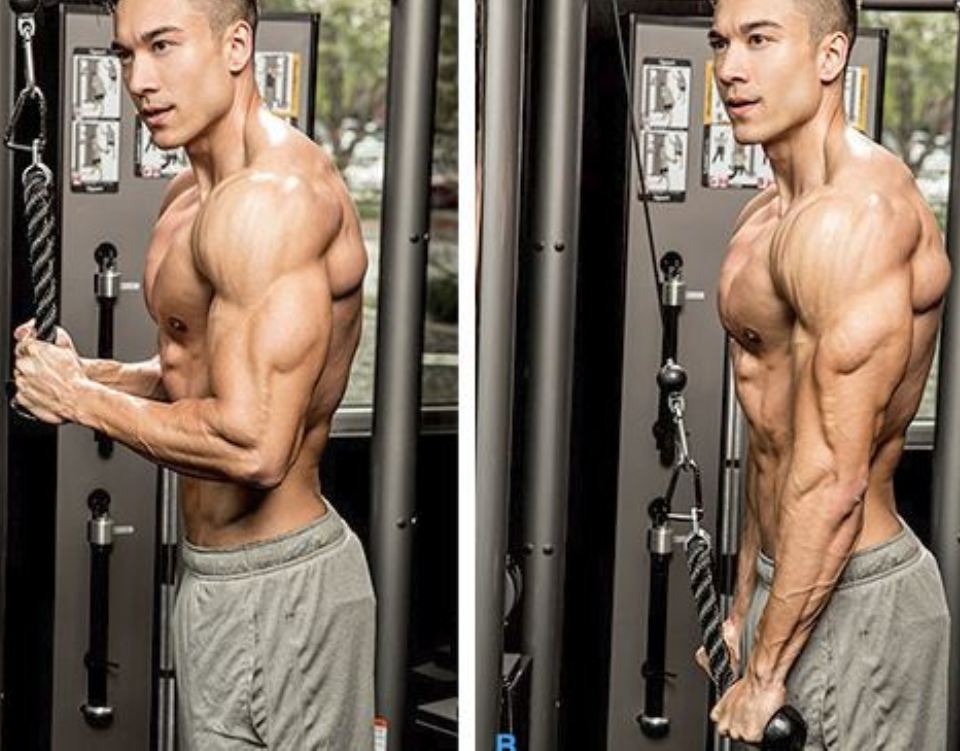 The Best Exercises for Building Perfect Triceps