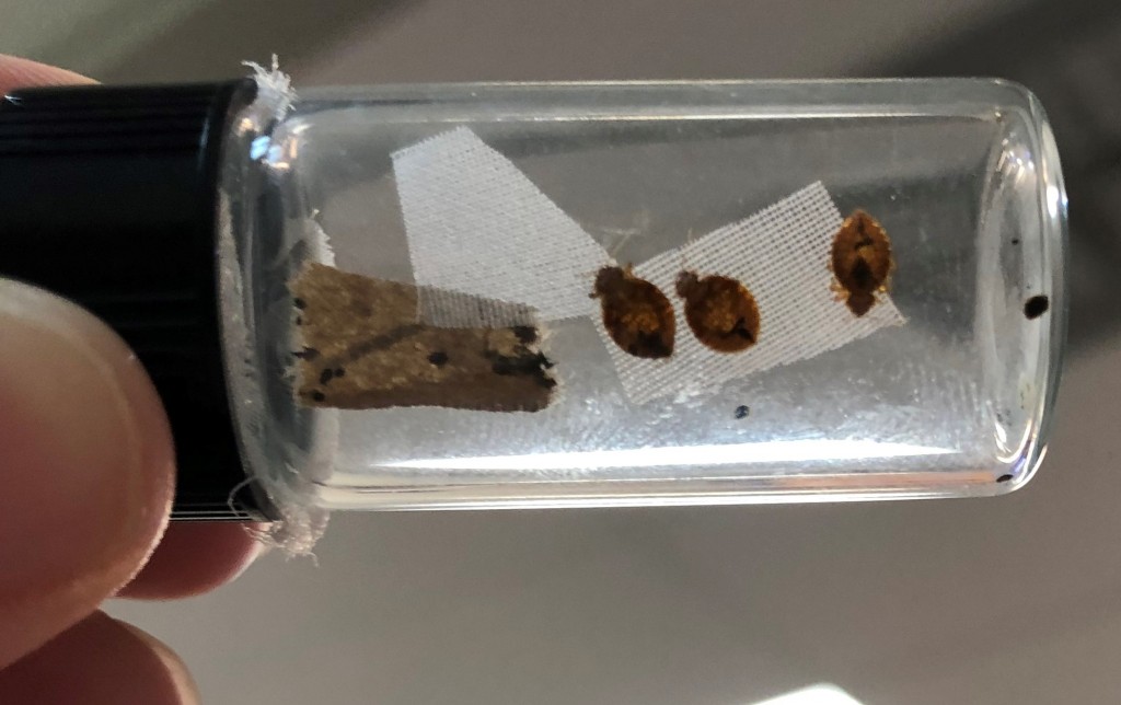 Questions on Using Portable Bed Bug Heaters to Eliminate Bed Bugs Thermal Flow Technologies