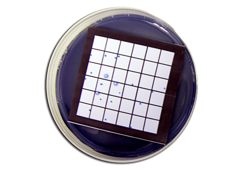 NEOGEN ISOGRID® & NEOGRID® Membrane Filtration