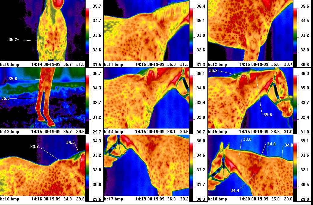 Veterinary and equine thermal imaging with Teletherm infrared cameras