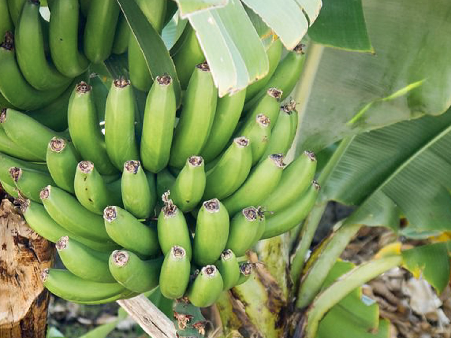 19 African Fruits You Need to Try The Roaming Fork