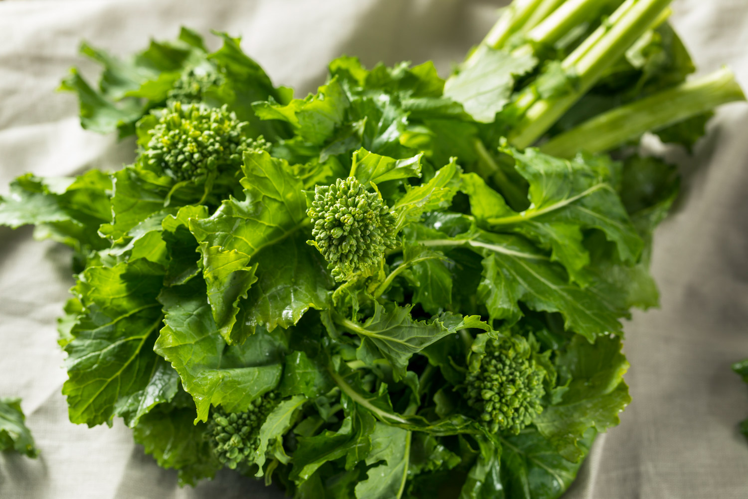 Substitute for Broccoli Rabe 10 Best Alternatives The Roaming Fork