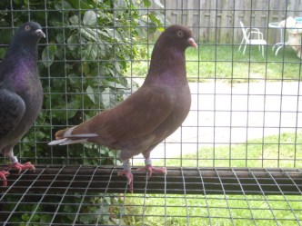 Striker