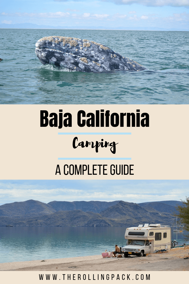 Can I Take My Dog To Baja Mexico