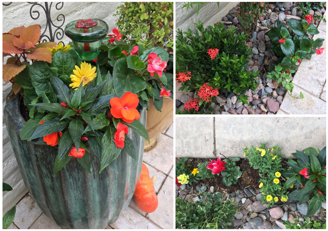 Tips & Tricks Tuesday Fall Gardening in Phoenix The Root Salon