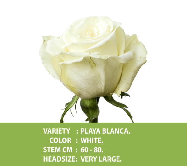 Playa Blanca The Rose Solutions