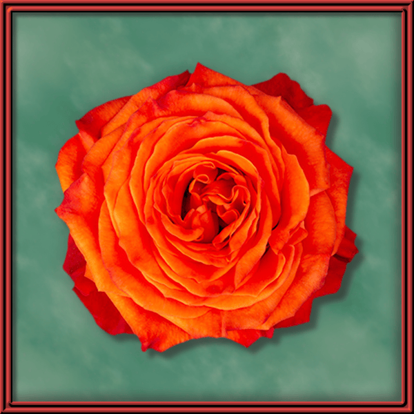 Orange Only - The Rose Solution