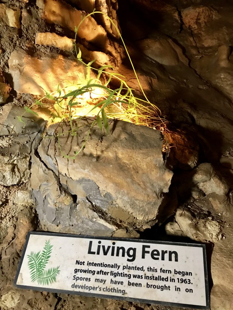Natural Bridge Caverns New Braunfels | The Rose Table