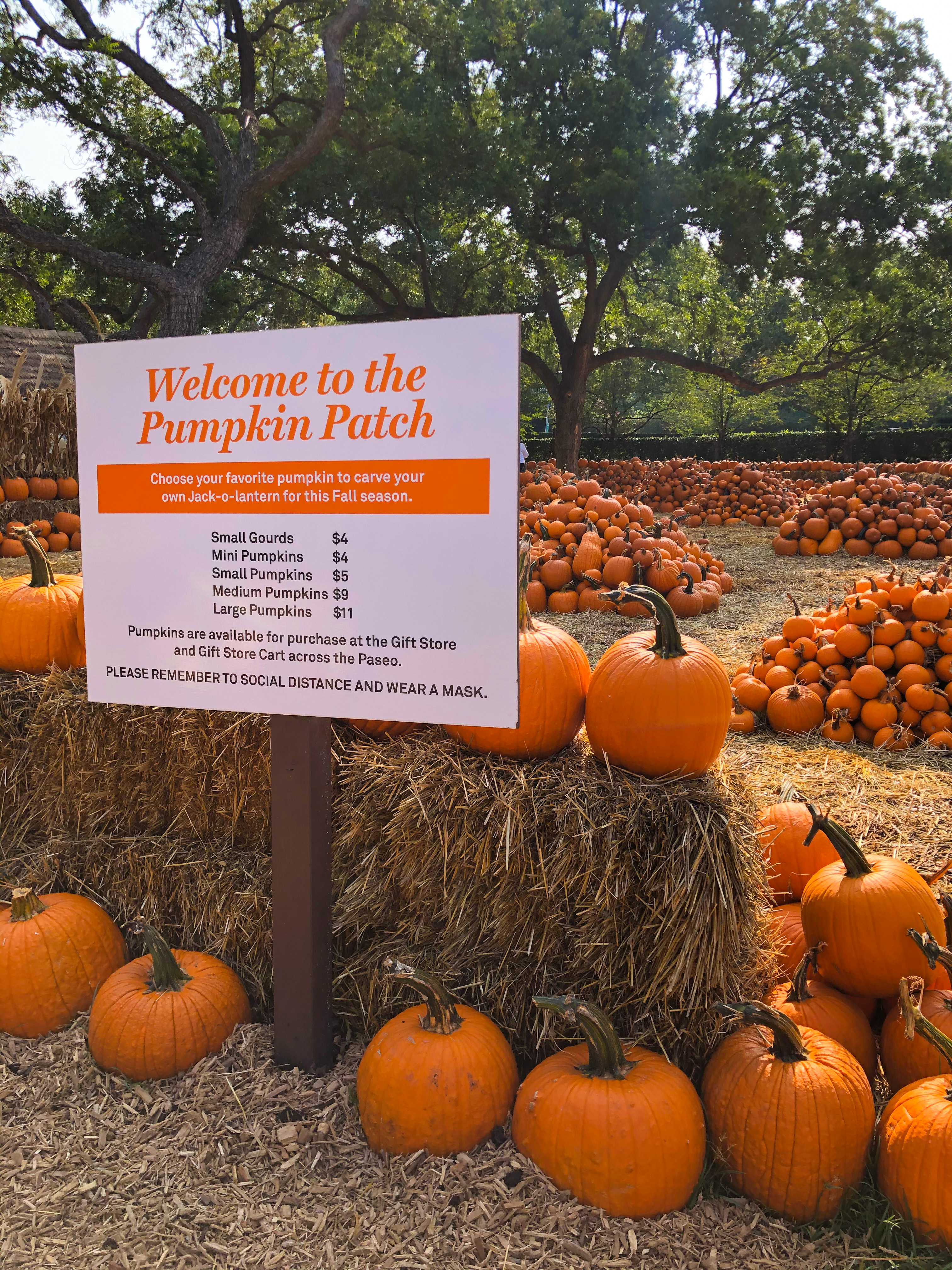 Dallas Arboretum Pumpkin Village Art of the Pumpkin 2020
