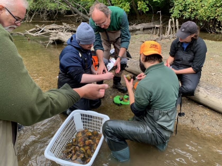 Zebra Mussels and Asian Clams Threaten Rouge Mussels Friends of the Rouge