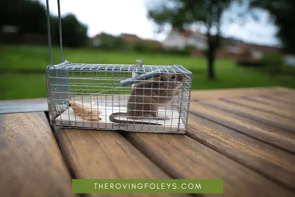 5 Effective Strategies How to Keep Mice Out of The Camper for Good