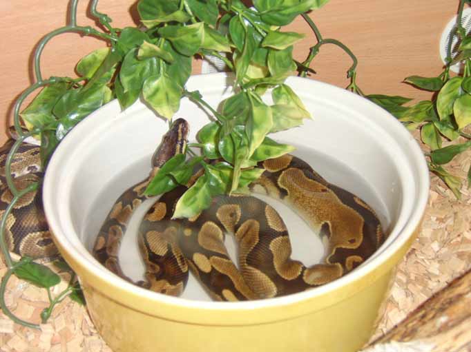 Ball Python In Water Bowl For Days nicoslave