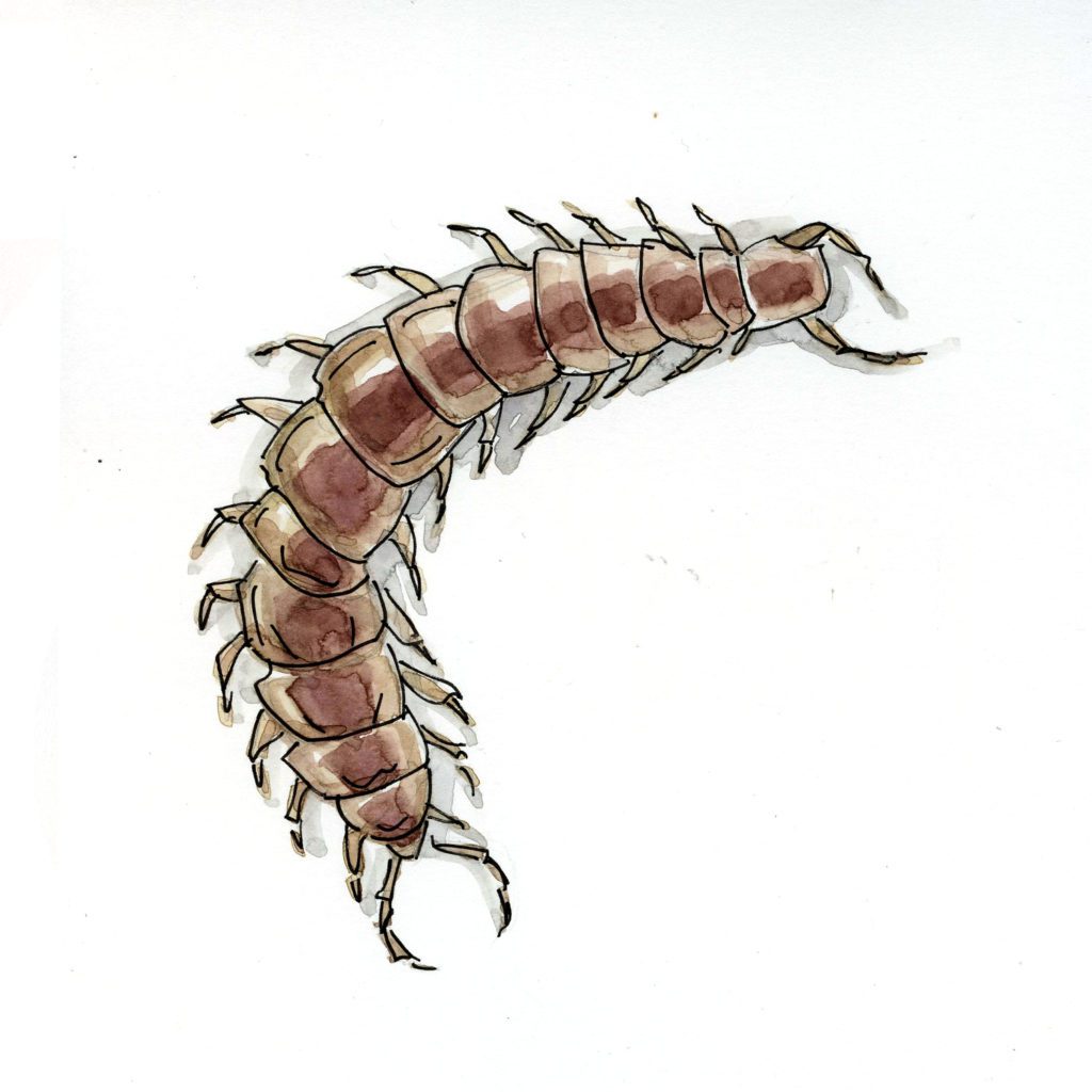 Rumpus Original Fiction Earthworms The Rumpus